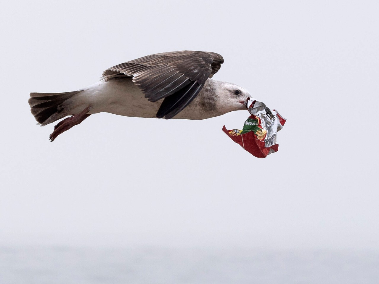 Für viele Meeresbewohner und Meeresvögel hat der Müll im Wasser fatale Folgen 