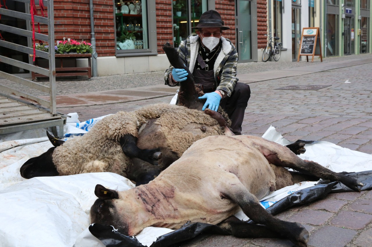 Der Schäfer Ingo Stoll aus Langsdorf legt in der Hauptgeschäftsstraße von Stralsund seine toten Schafe aus.