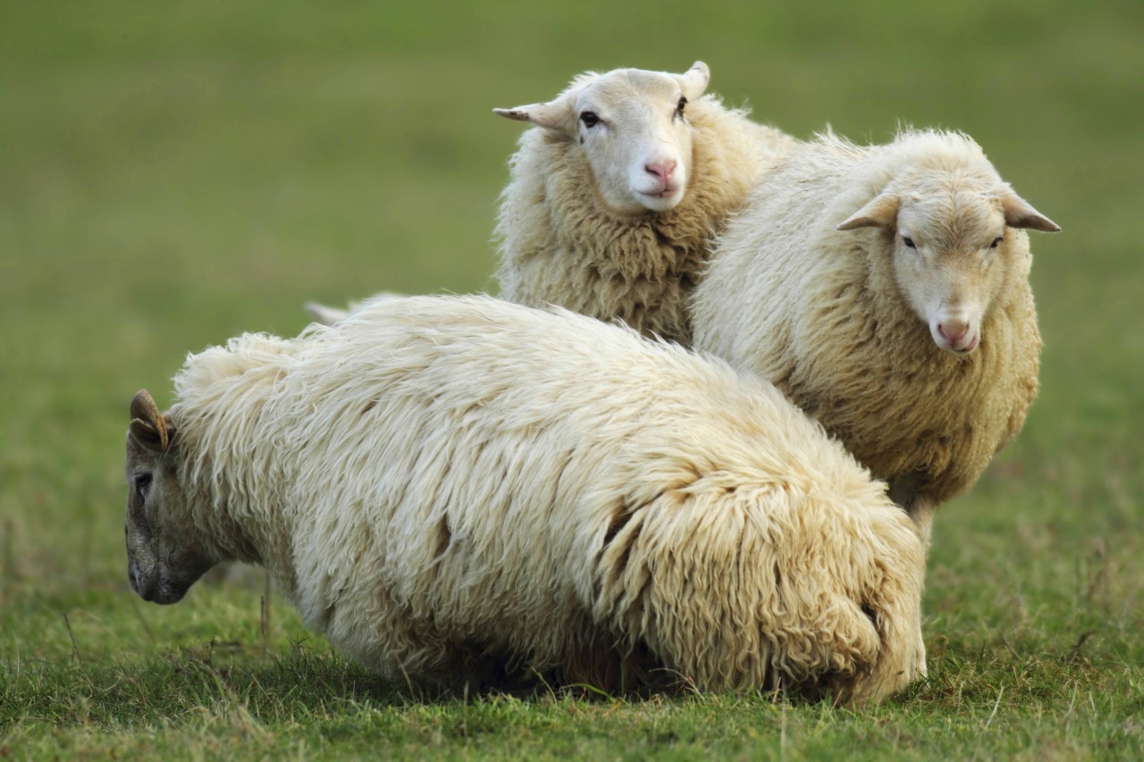 Rügen: Unbekannte töteten ein Schaf auf brutale Weise. (Symbolbild)