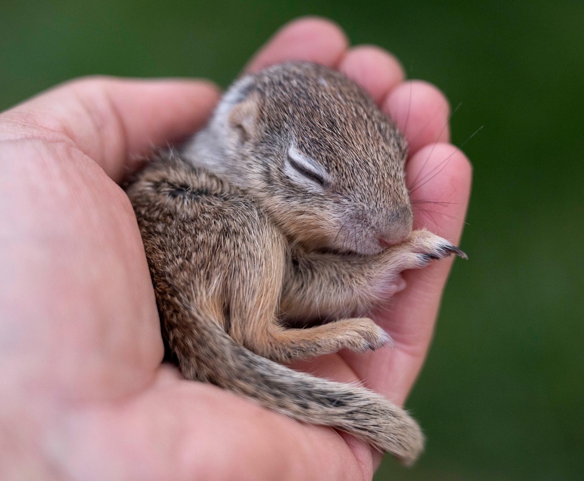 Baby-Eichhörnchen sind oft schutzlos und suchen Hilfe bei Menschen – so auch in Hamburg.