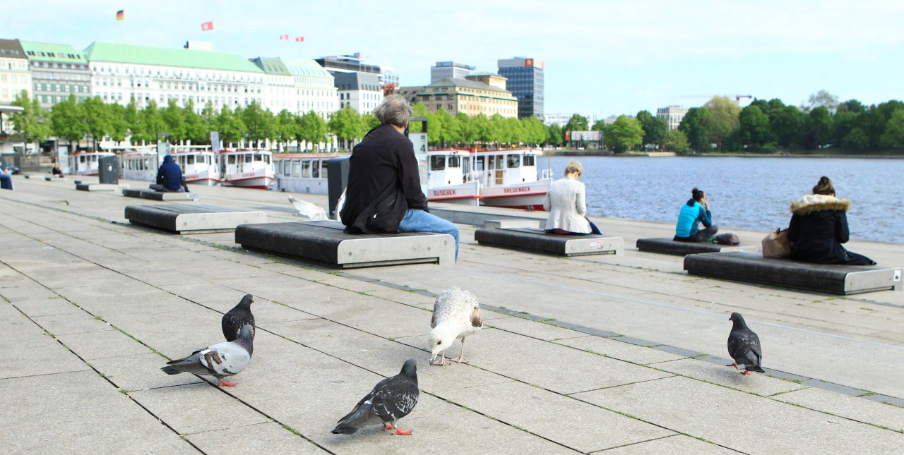 Tauben gehören zum Stadtbild von Hamburg dazu. Sind aber alles andere als beliebt.