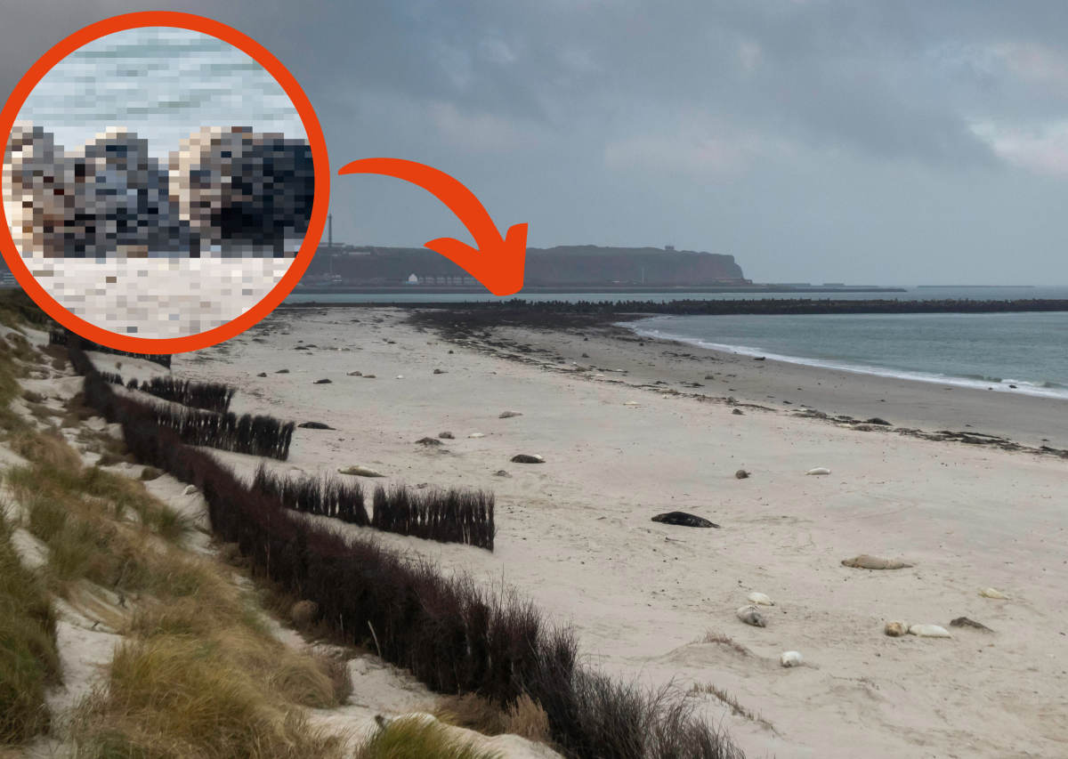 Helgoland Kegelrobben am Strand.png