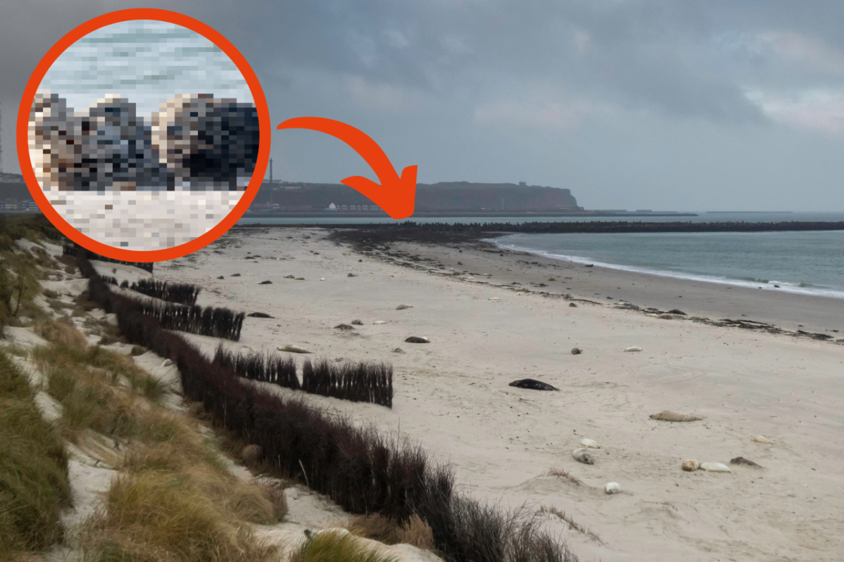 Helgoland Kegelrobben am Strand.png