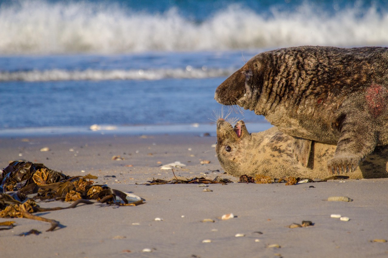 Die Kegelrobben sind besonders an der Nordsee-Strand im Frühjahr. 