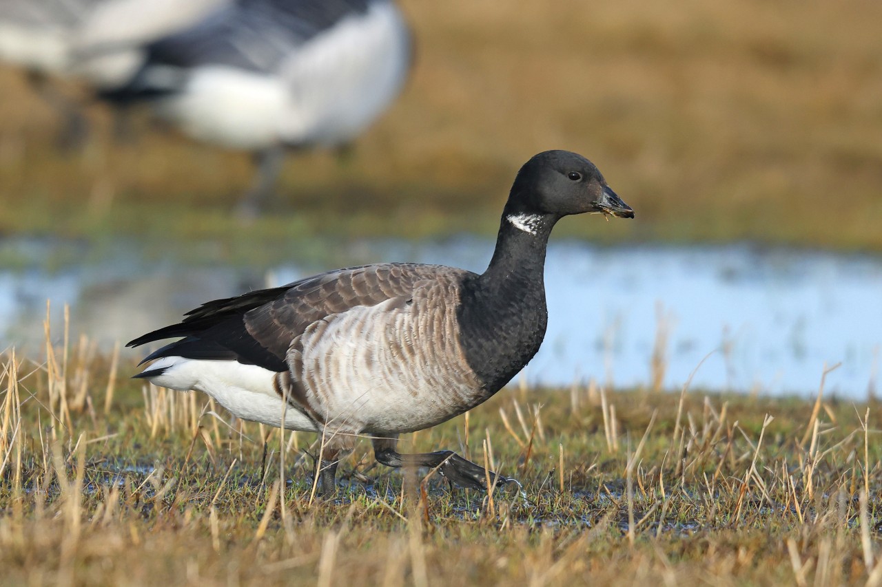 Ringelgänse kommen im Frühjahr an die Nordsee. 