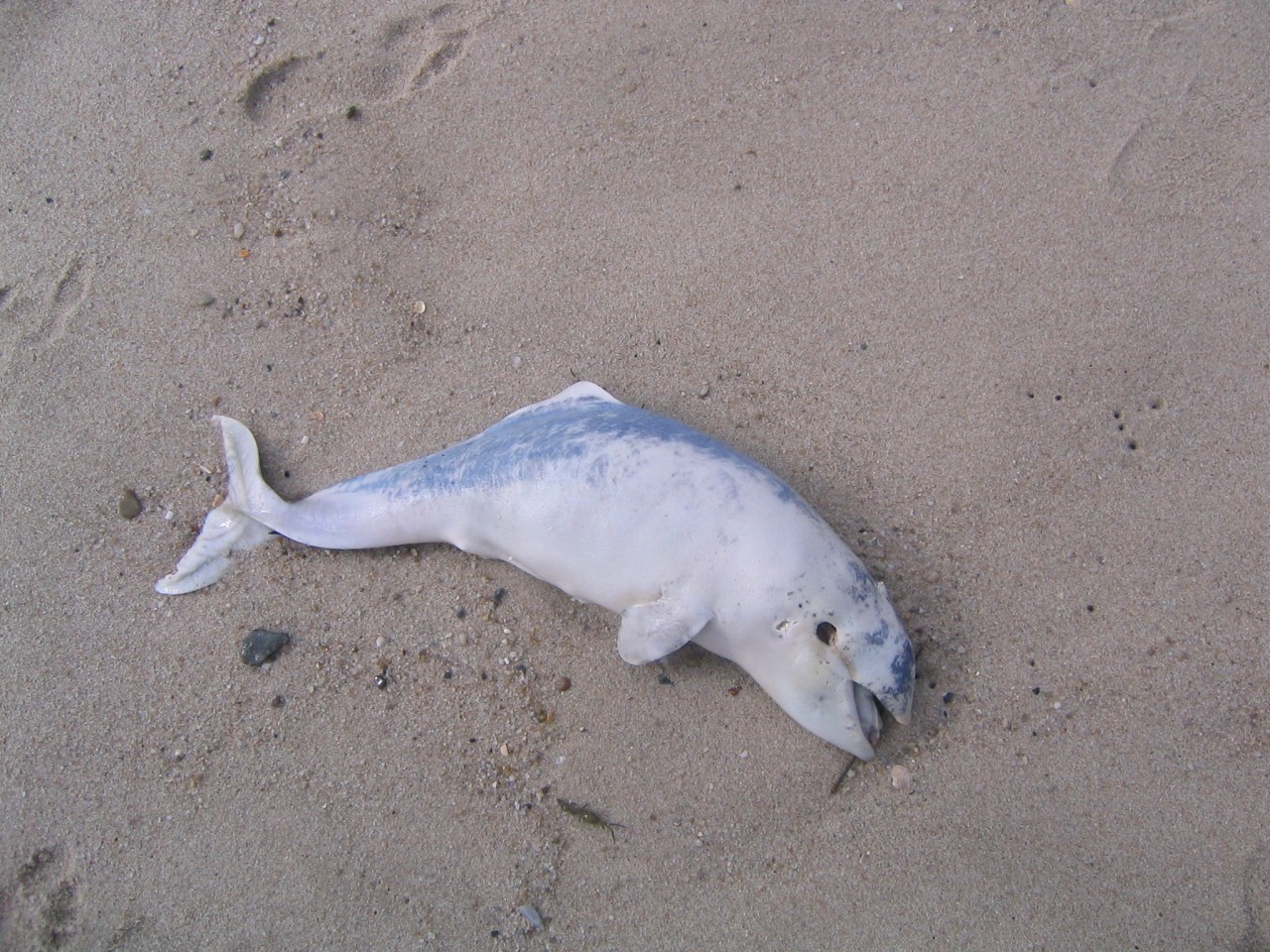 Die Folgen für die Nordsee könnten eine Katastrophe sein. 