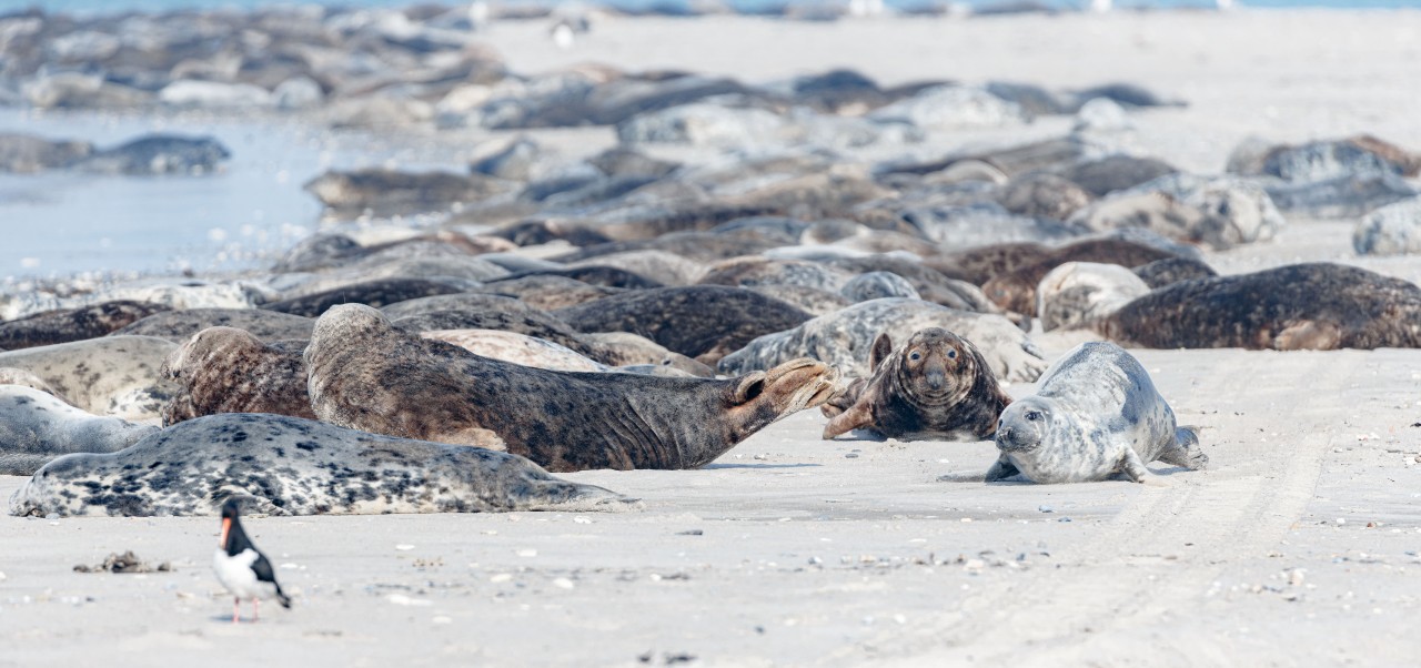 Kegelrobben liegen am Strand der Helgoland-Düne an der Nordsee.