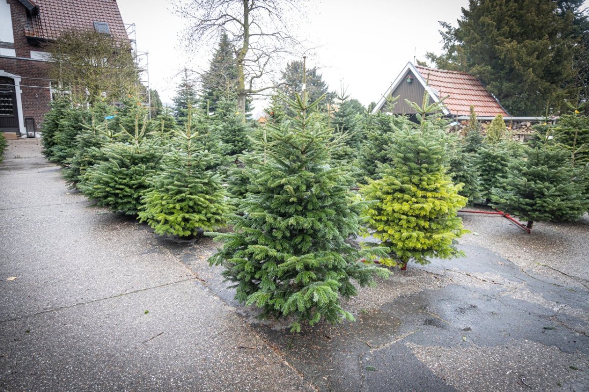 Tannenbaum1_IMAGO RÃ¼diger WÃ¶lk.jpg