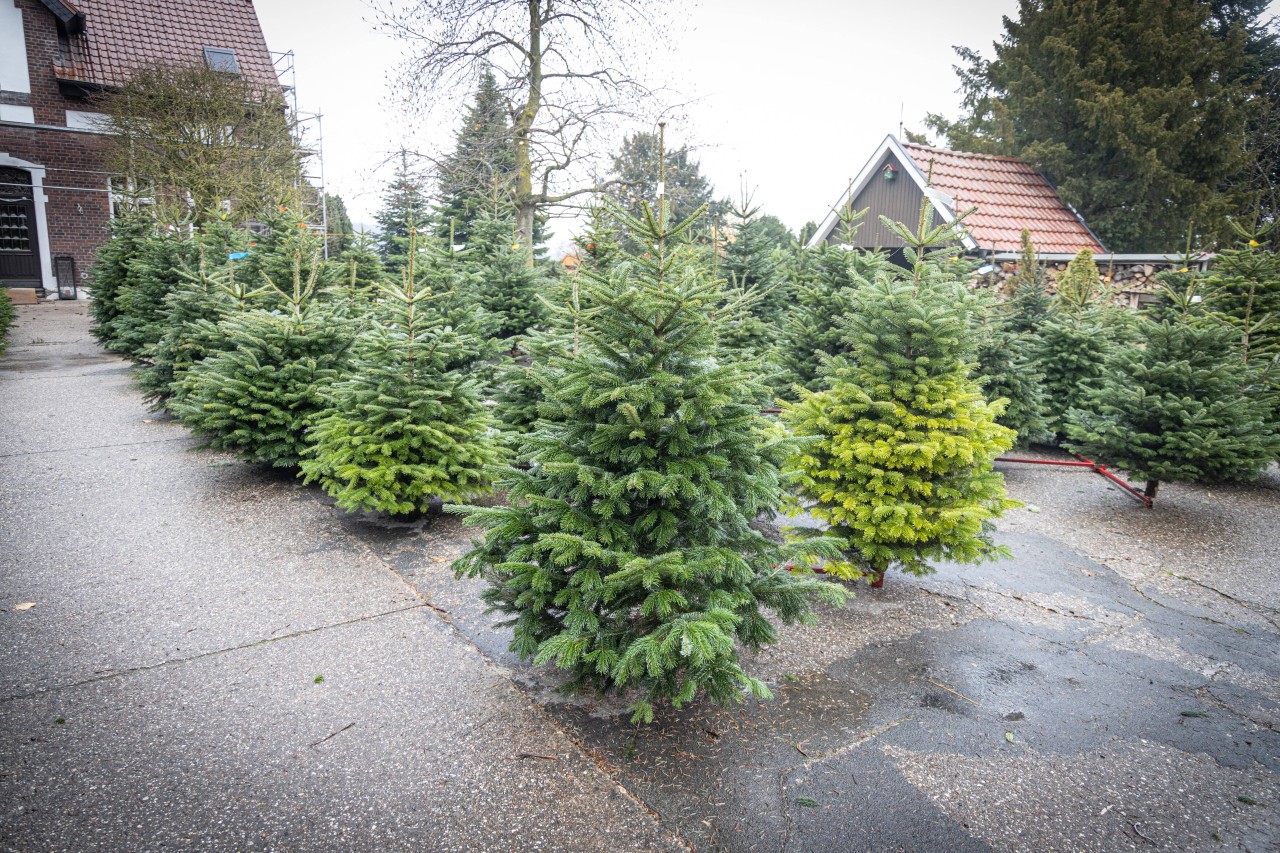 Auch in Hamburg stellt sich die Frage, was passiert mit den nicht verkauften Weihnachtsbäumen?