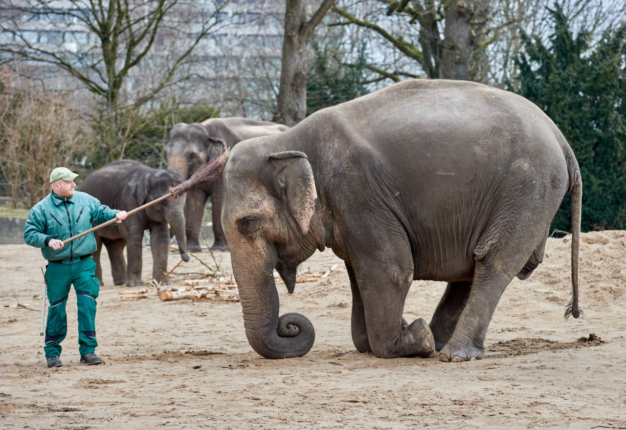 Hamburg: Hagenbeck-Mitarbeiter verzweifelt – „Unerträglich“