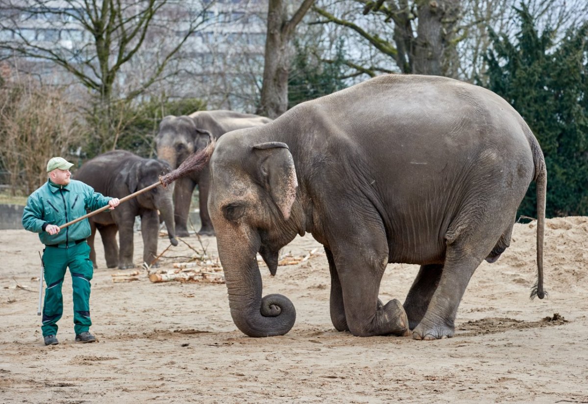 Tierpark Hagenbeck.jpg