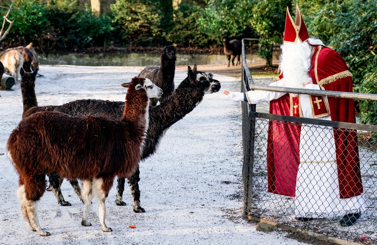 Die Tiere im Tierpark Hagenbeck in Hamburg durften sich über den Besuch vom Nikolaus freuen.