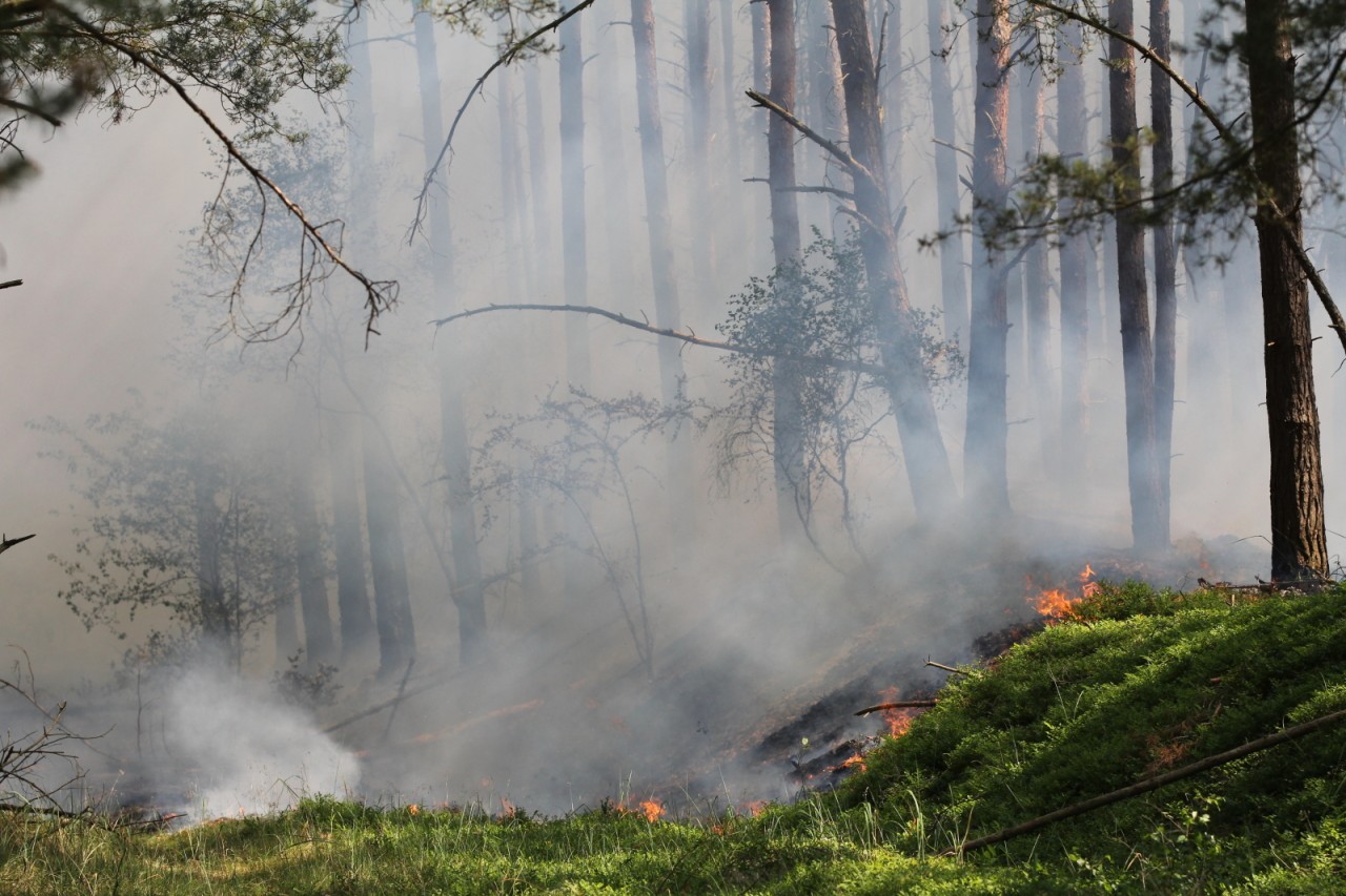 Mit kleinen Flammen geht es los – doch ein Waldbrand (wie hier auf Usedom) kann schnell zur Katastrophe werden. (Archivbild)
