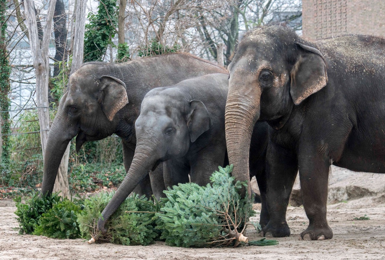 So, wie im Dezember 2018 im Berliner Zoo, freuen sich auch die Tiere im Tierpark Hagenbeck in München über unverkaufte Weihnachtsbäume.