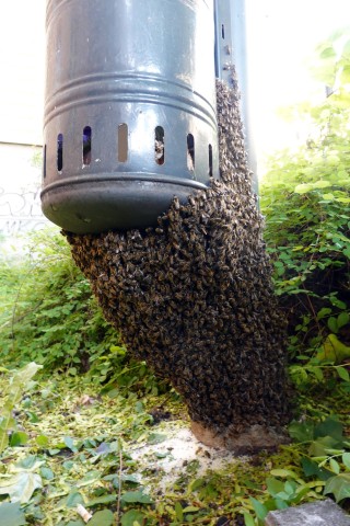Eine Imkerin startete in Norderstedt eine Rettungsaktion für einen Bienenschwarm. (Symbolbild) 