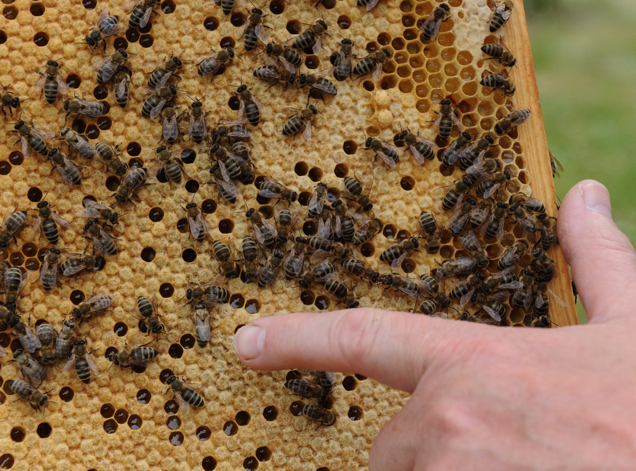 Hamburg: Eigentlich müssten infizierte Bienenvölker getötet werden, um die Krankheit zu besiegen.