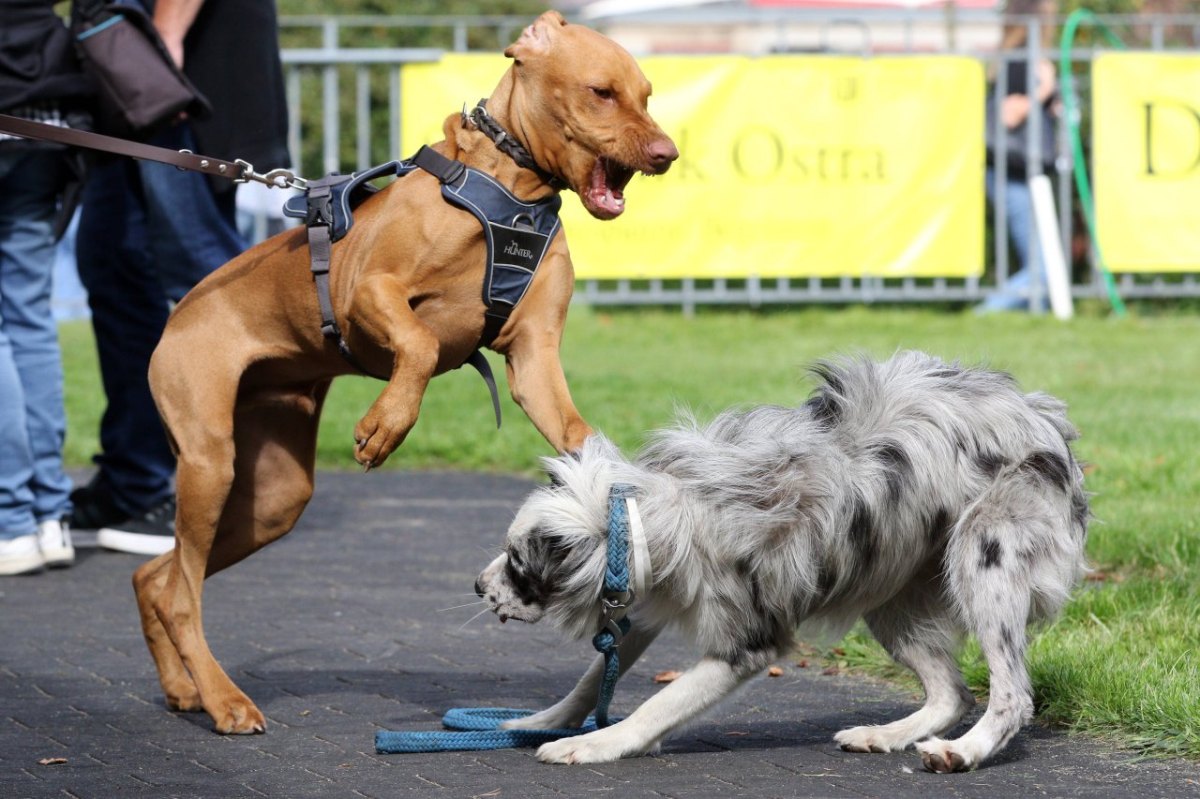 Hund Lübeck.jpg