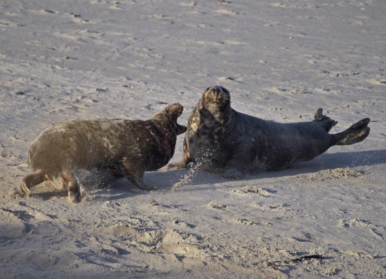 Kegelrobben beim kämpfen an der Nordsee.