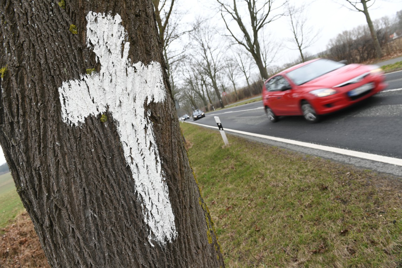 Rügen: Kreuze säumen die Bäume auf der B96 bei Lietzow.