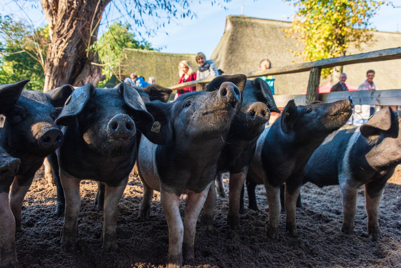 Der Landesbauernverband setzte sich für die Schweinebauern in Schleswig-Holstein ein (Symbolbild).