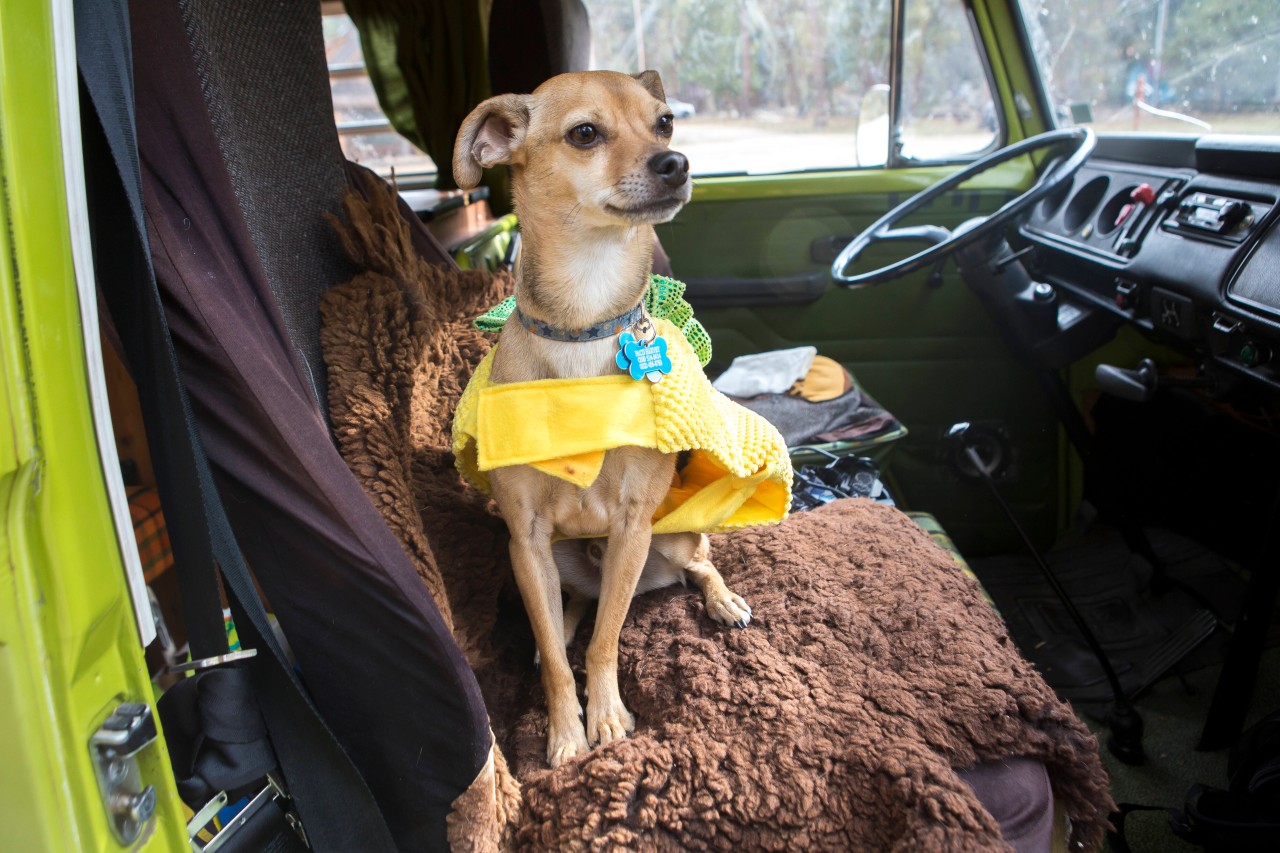Camping: Wann sind wir da? Während einer Pause kann der Hund natürlich auch mal auf dem Sitz entspannen.