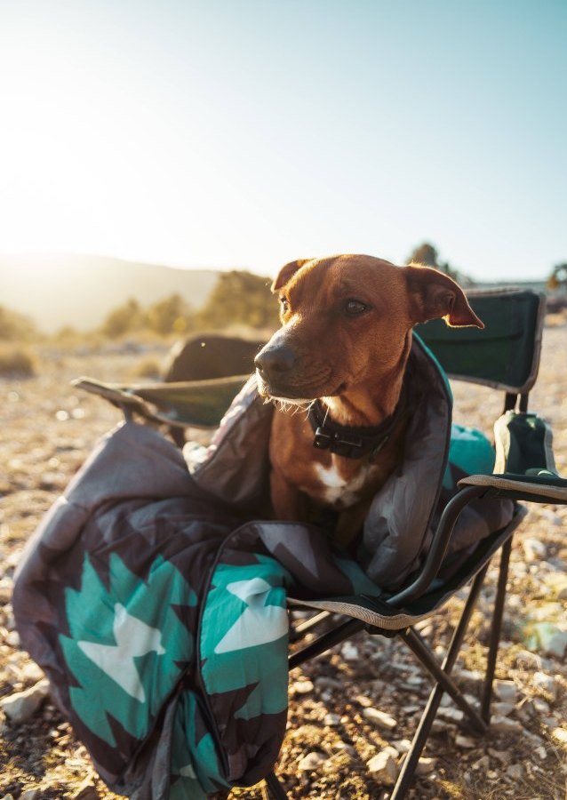 Camping Hund.jpg
