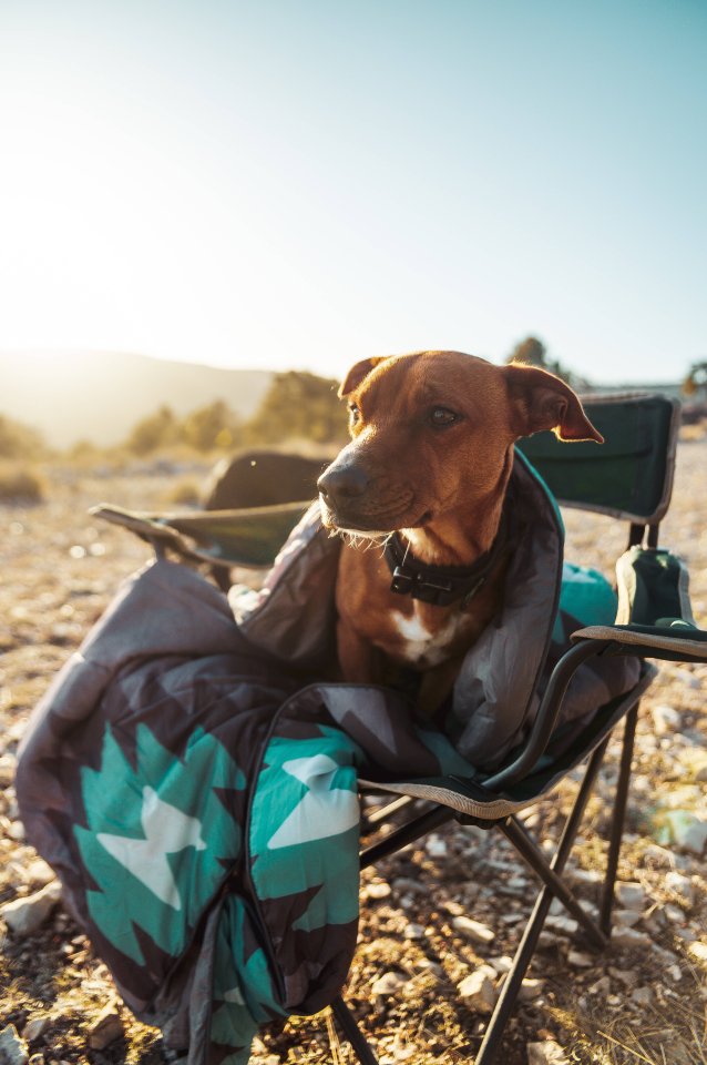 Camping Hund.jpg
