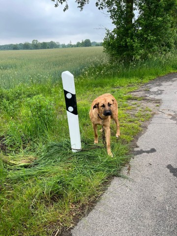 Möglicherweise war der Hund mehrere Stunden alleine auf der Straße bei Hamburg angebunden. 