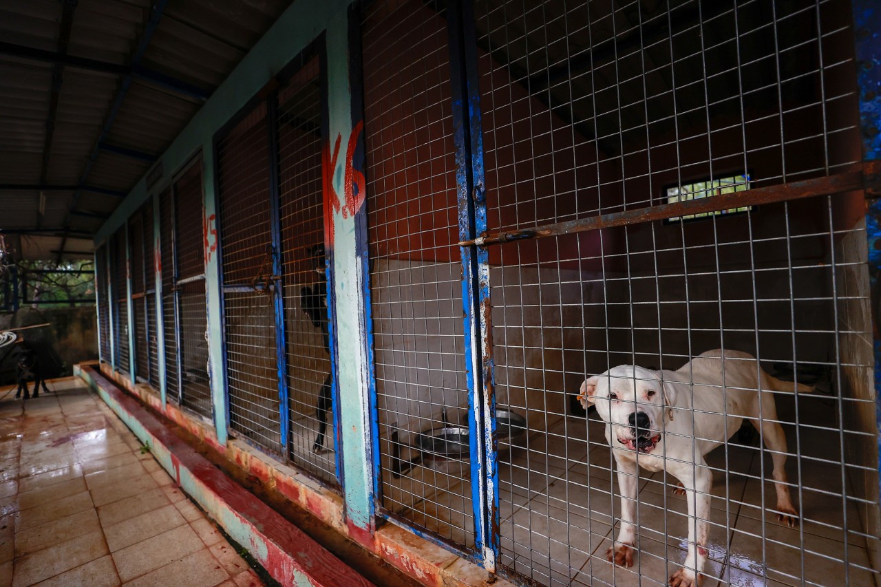Allein die Haltung ist entscheidend: Hunde aus dem Ausland werden oft in brutalen Zuchtstationen aufgezogen. 