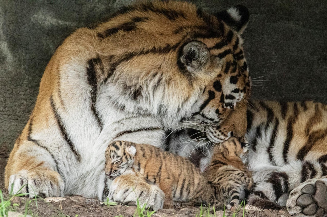 Die Tigerin Maruschka mit ihren neuen geborenen Babies.