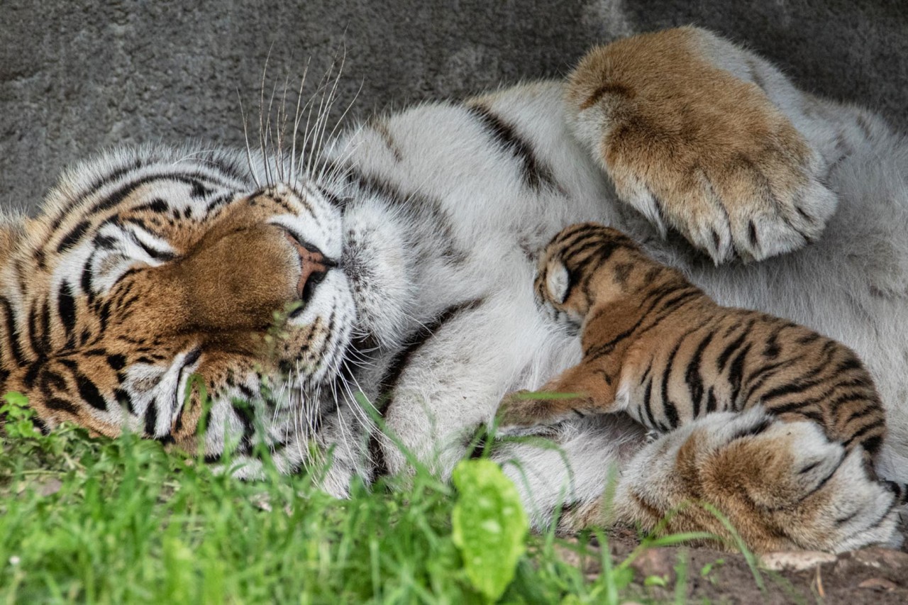 Maruschka stillt ihr Baby im Hagenbeck-Tierpark in Hamburg.