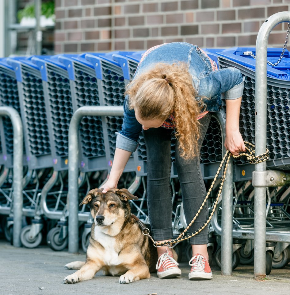 Hund in Kiel