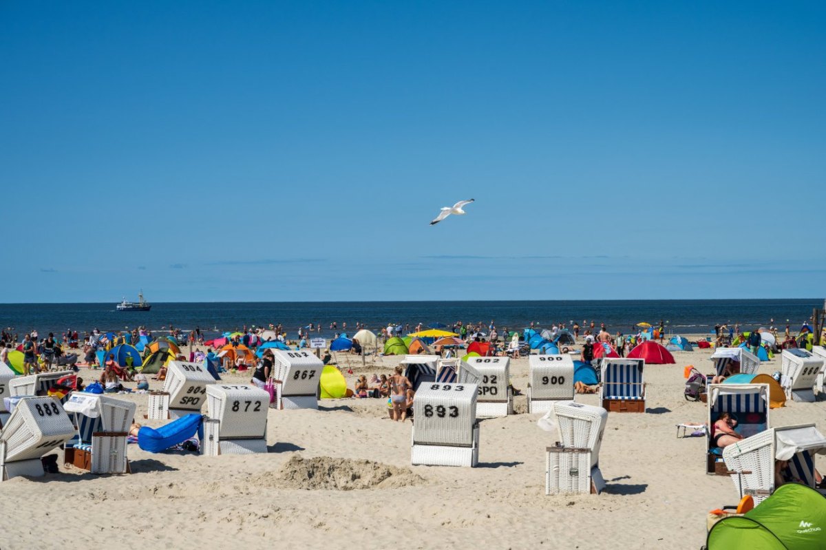 Nordsee Vögel.jpg