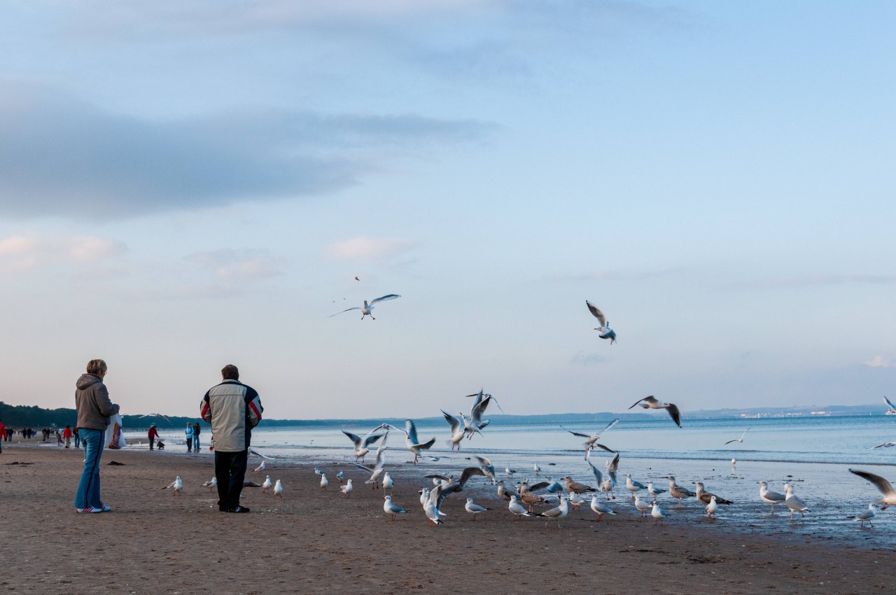 Vögel gehören genauso zum Nordsee-Strand wie Menschen