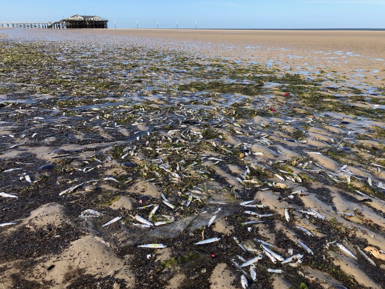 Tote Fische liegen am Nordseestrand in Sankt Peter-Ording (SPO) (Archivfoto). 