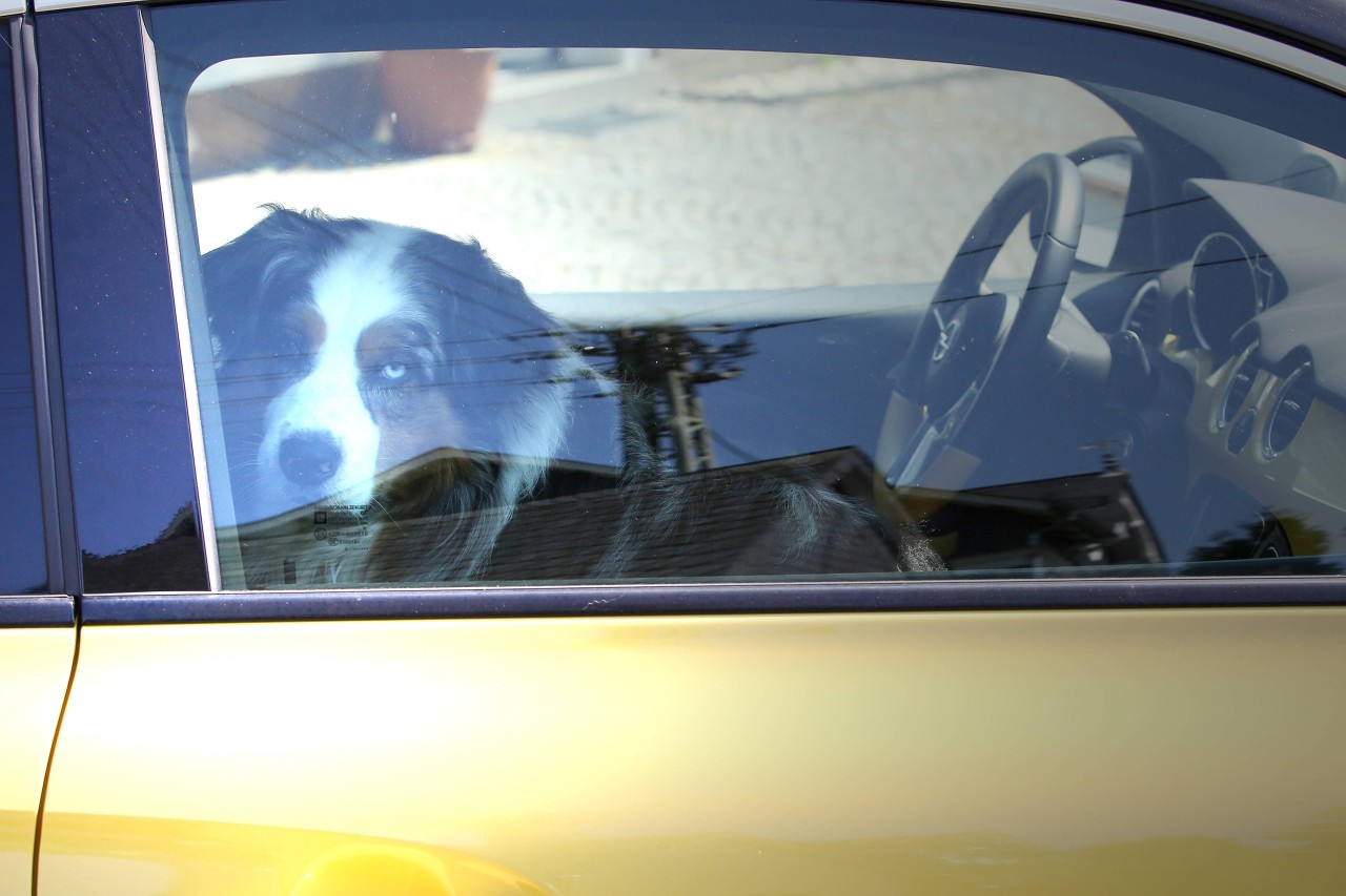 Vorsicht: Auch Hunde werden gerne im Auto zurückgelassen. Schon bei 20 Grad droht Lebensgefahr!