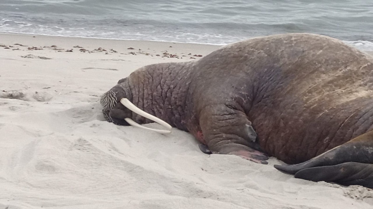 So sieht das Ungetüm am Strand von Rügen aus