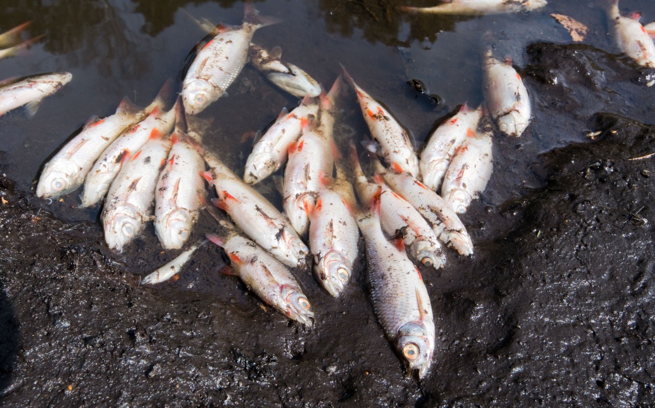 Unzählige tote Fische sind in der Elbe in Hamburg zu finden (Symbolbild). 