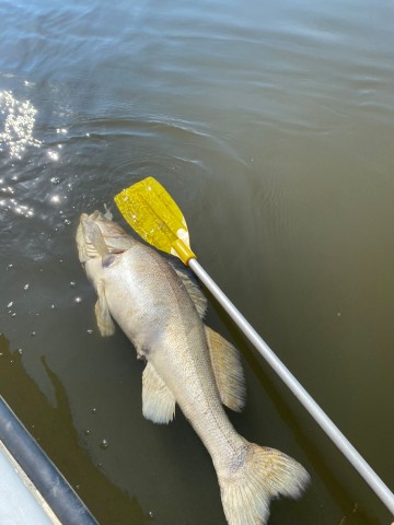 Hamburg: Toter Fisch in der Elbe