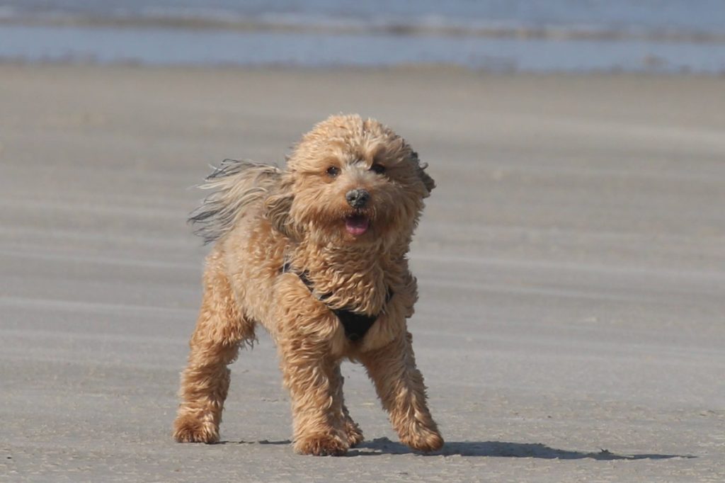 Hund Büsum Nordsee