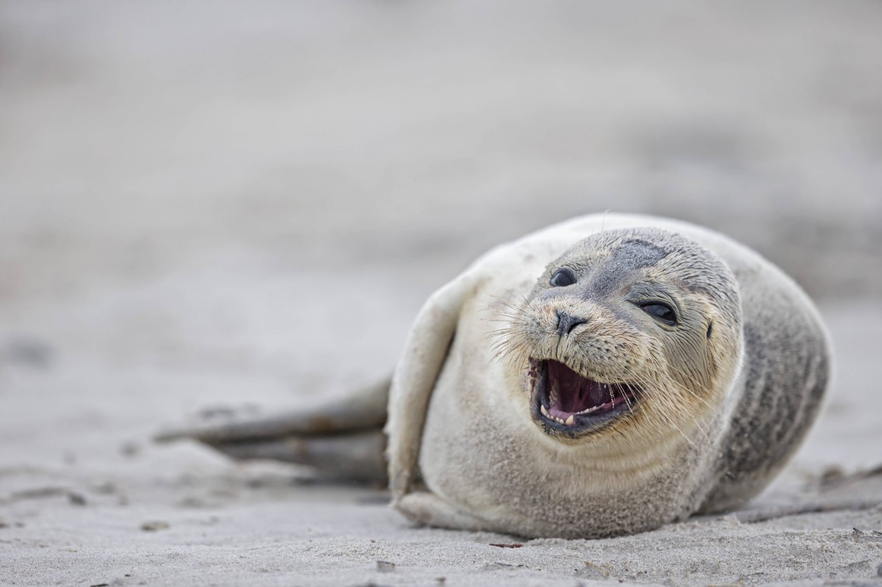 Seehunde sind Sympathieträger und Aushängeschild der Nordsee-Regionen.
