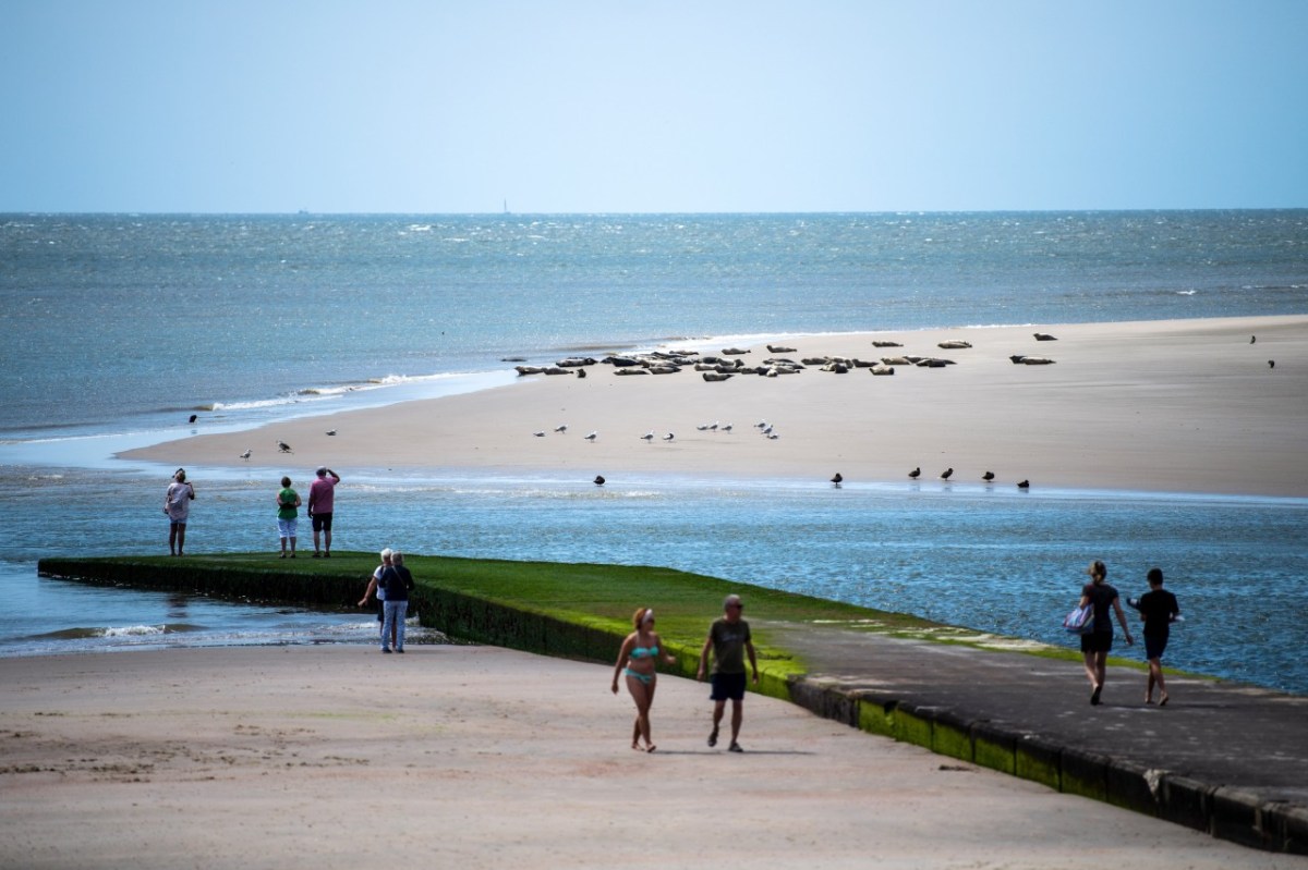 Nordsee-Idylle auf Borkum: Touristen beobachten vom Strand aus Kegelrobben und Seehunde auf einer Sandbank.