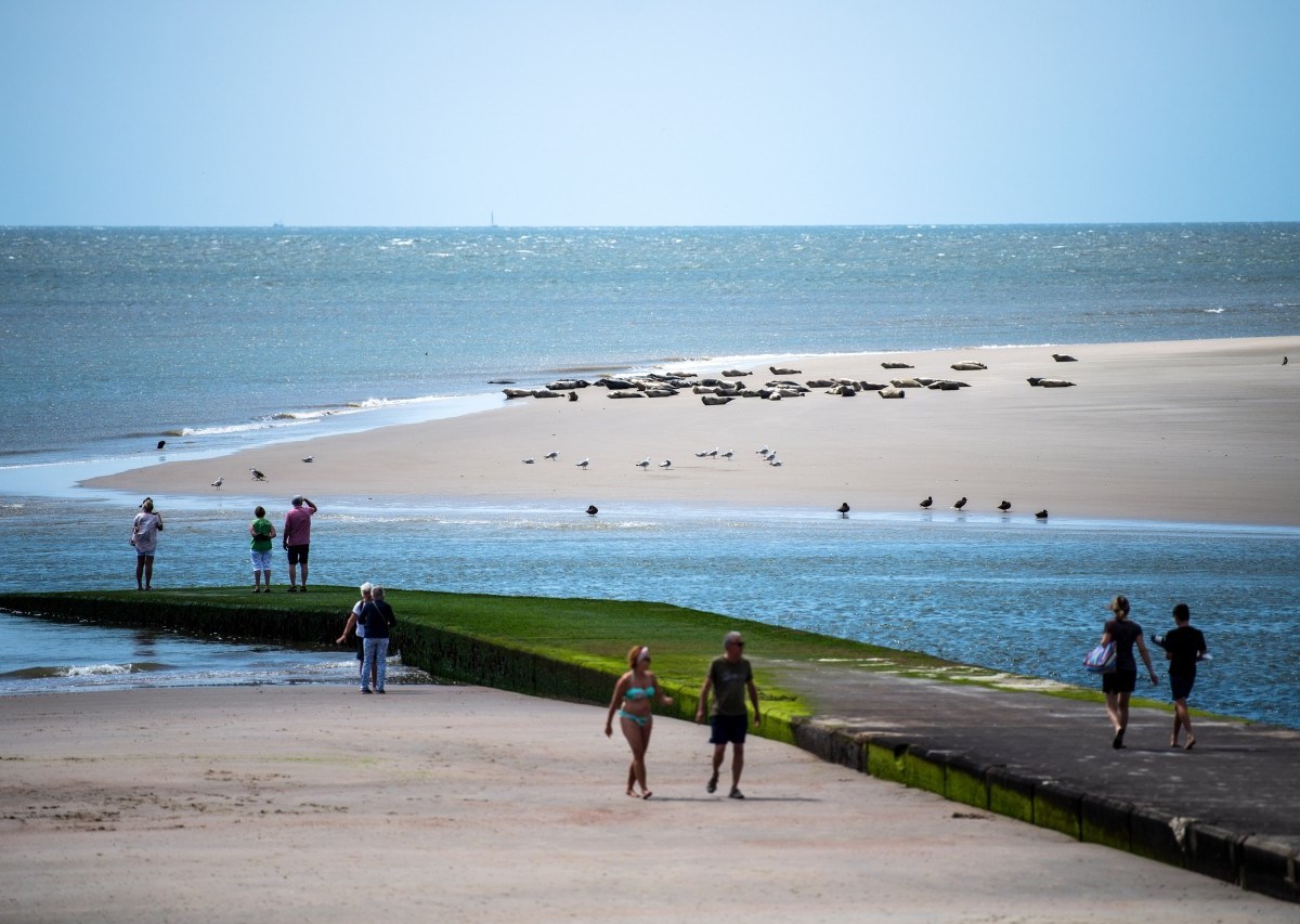 Nordsee-Idylle auf Borkum: Touristen beobachten vom Strand aus Kegelrobben und Seehunde auf einer Sandbank.