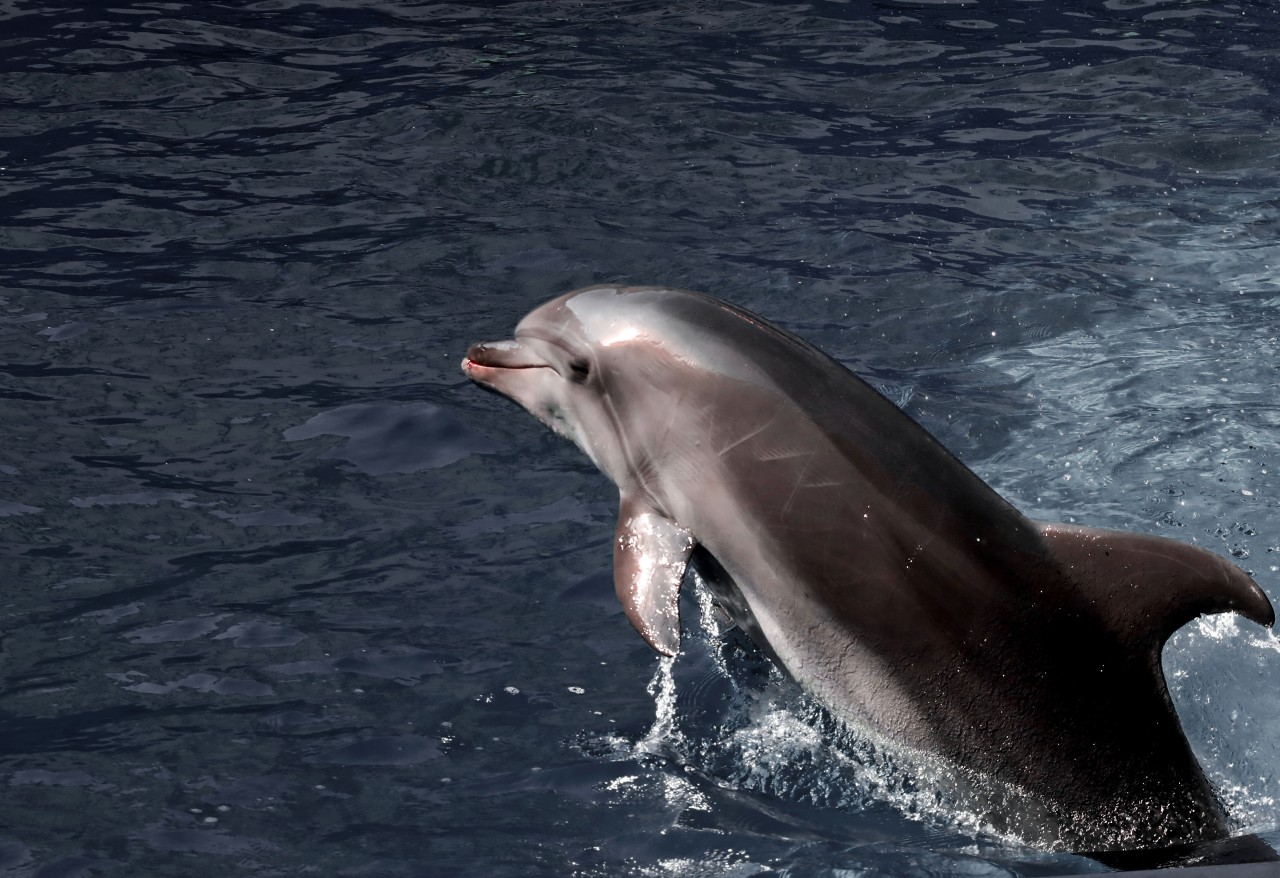 Tolle Tiere: So ein Delfin wurde tot in der Ostsee entdeckt