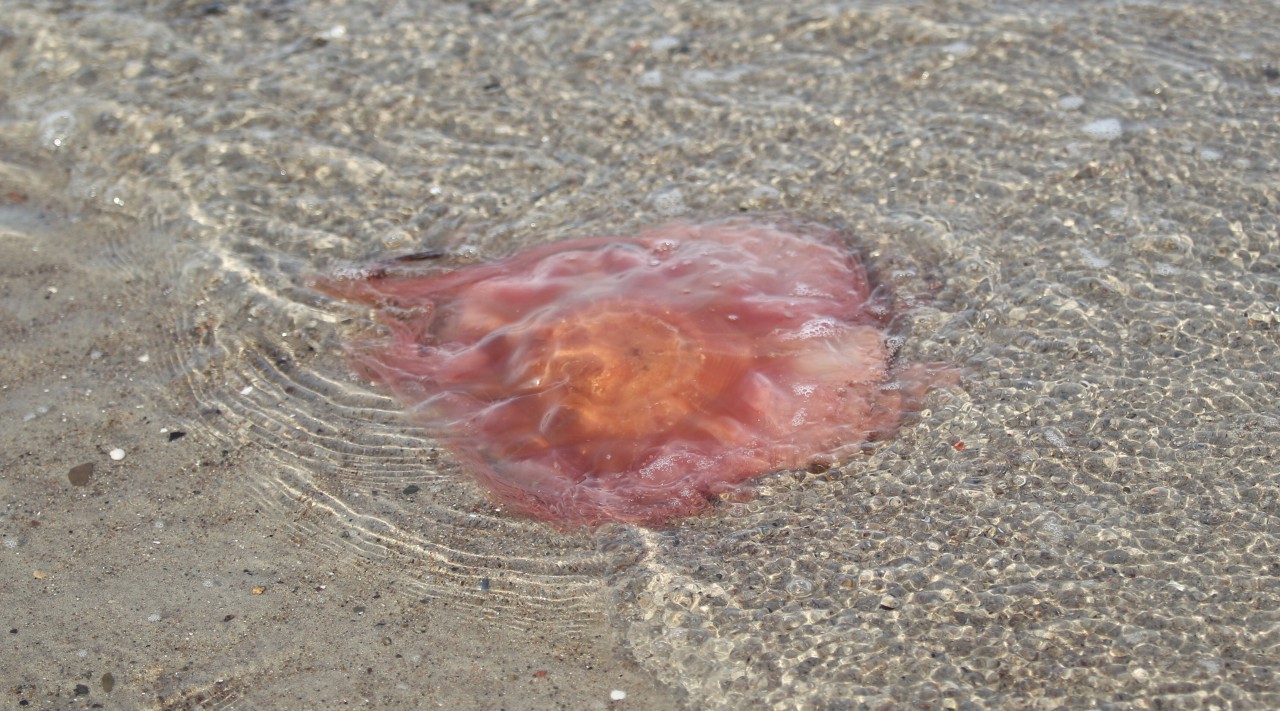 Qualle am Ostsee-Strand