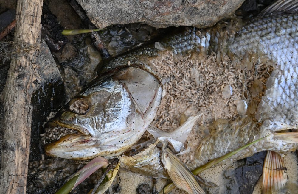 Toter fisch aus der Oder