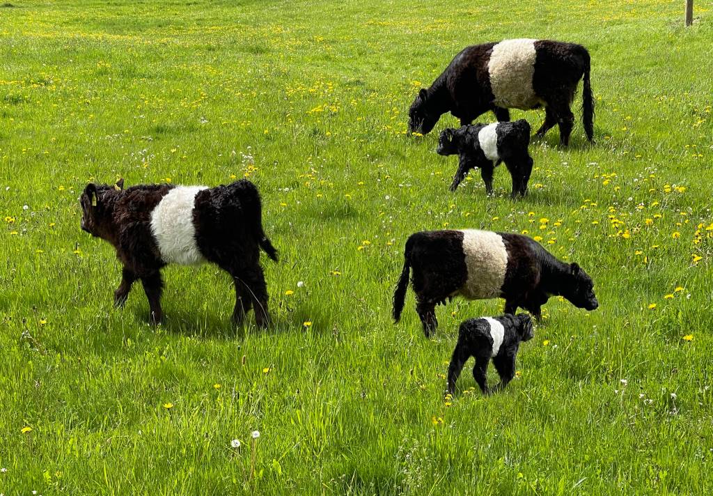 Belted Galloways