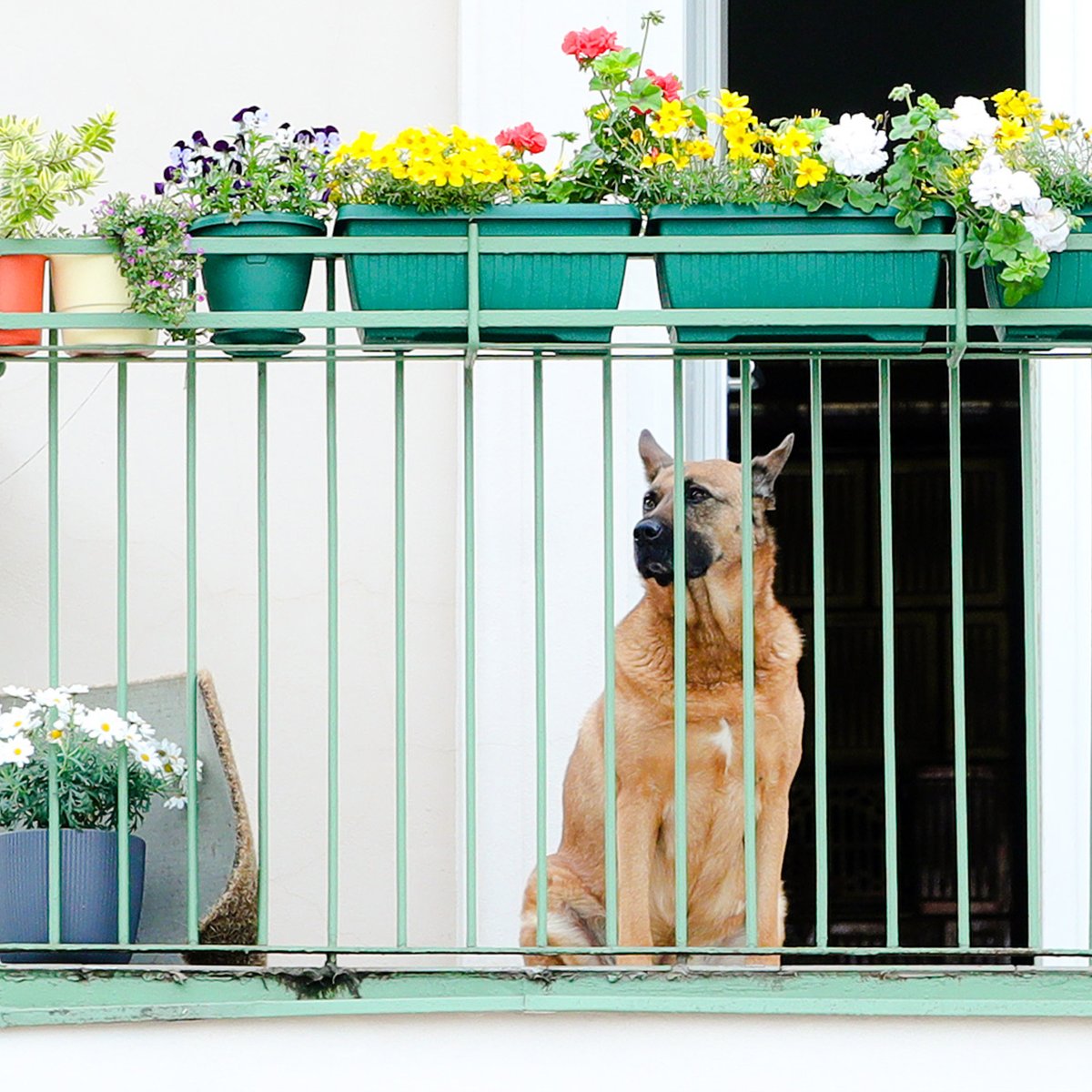 forlade Tal til Mægtig Hund in Ostfriesland muss auf Balkon leben - es kommt noch viel schlimmer -  moin.de
