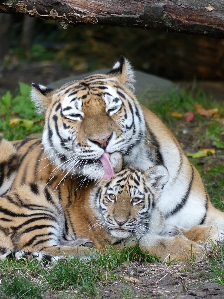 Tierpark Hagenbeck