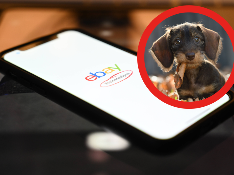 Du willst einen Hund bei ebay Kleinanzeigen kaufen oder verkaufen? Dann gelten zukünftig noch strengere Regeln! (Montage/Symbolbild)